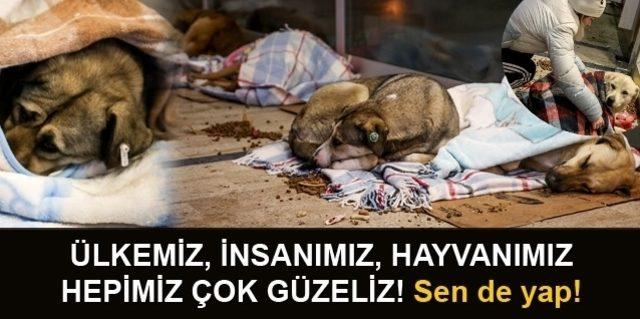 Kadıköy’de kedi evi cinayeti iddası: Emniyet açıklama yaptı 2