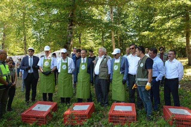 Sinop’ta doğaya sülün salındı