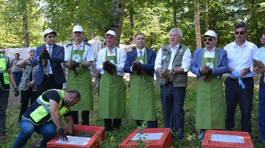 Sinop’ta doğaya sülün salındı