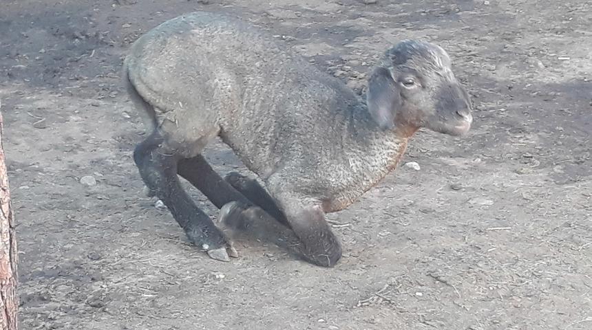 Yavru kuzu, yangında ölen hayvanların içinde annesini aradı