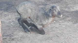 Yavru kuzu, yangında ölen hayvanların içinde annesini aradı