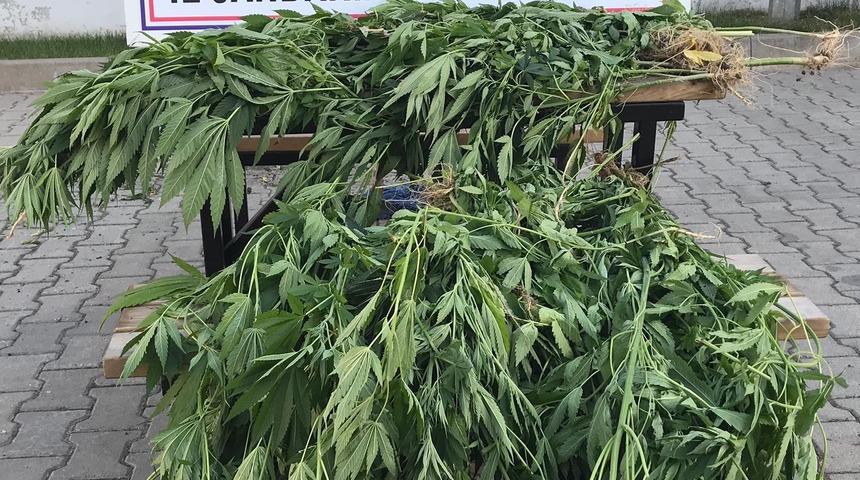 Bursa&rsquo;da 660 k&ouml;k kenevir yakalandı