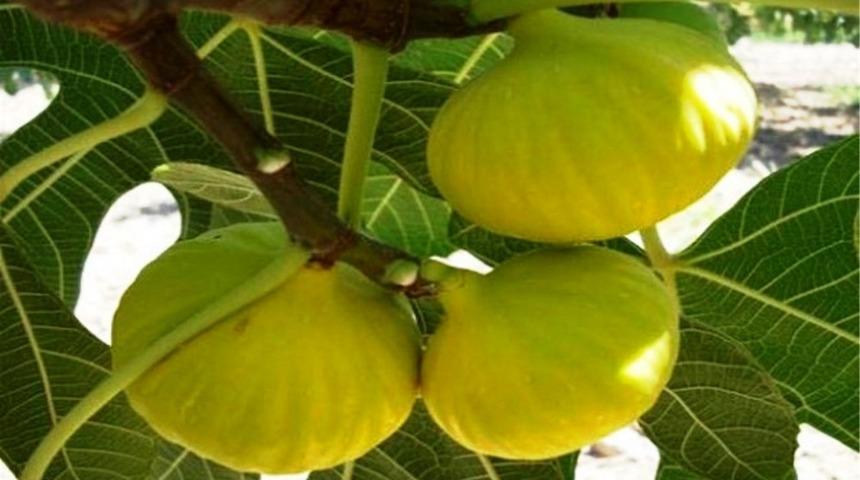 İncir, orman ağacı kapsamına alındı