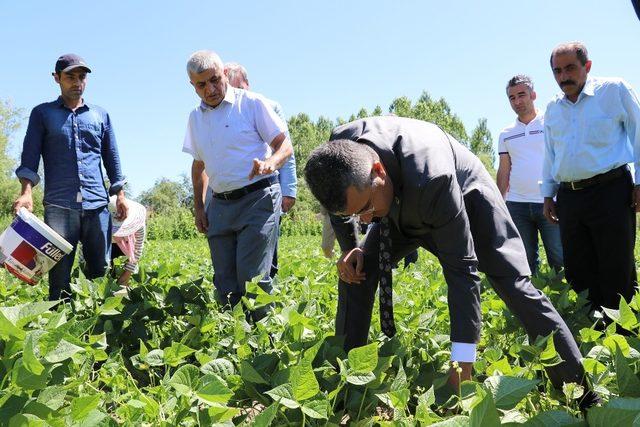 Gevaş fasulyesinin ilk hasadı yapıldı