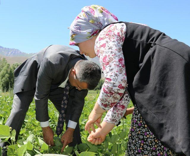 Gevaş fasulyesinin ilk hasadı yapıldı