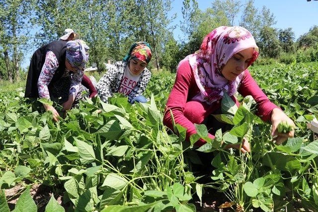 Gevaş fasulyesinin ilk hasadı yapıldı