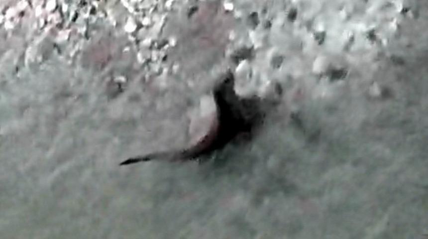 Su samurları balık avlarken g&ouml;r&uuml;nt&uuml;lendi