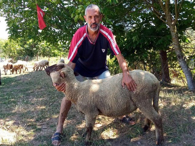 (Özel) Bu koyunların doğmamış kuzuları bile satılıyor