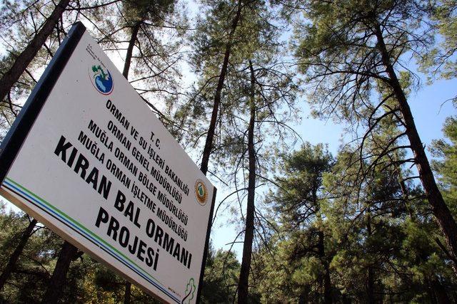 Muğla 3,5 milyon arı kovanını ağırlıyor