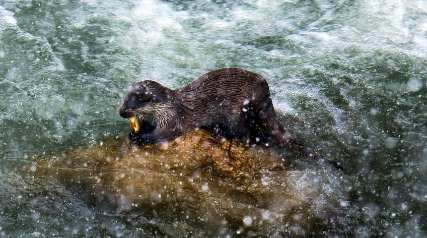 Erzincan su samurları balık avlarken g&ouml;r&uuml;nt&uuml;lendi