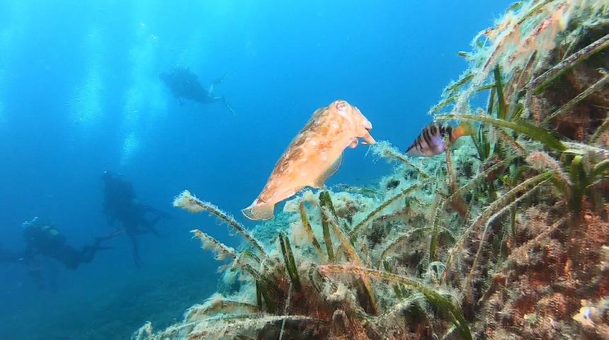 Ayvalık'taki bin yıllık batık gemi sualtı meraklıları tarafından keşfediliyor