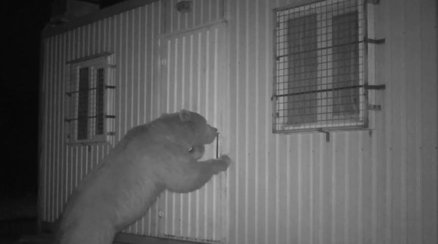 Bal kokusu alınca gözü dönen ayı kapıyı açmak için böyle uğraştı