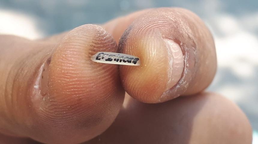 Pirin&ccedil; tanesi ekmek kapısı oldu