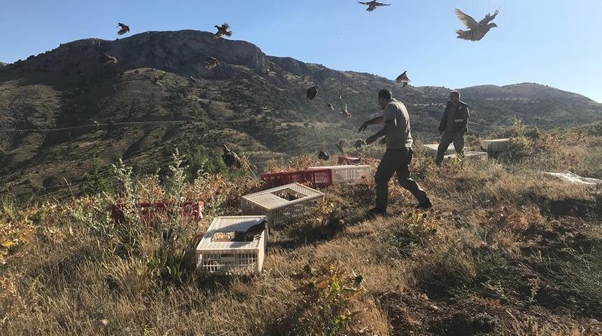 Karaman’da doğaya 2 bin kınalı keklik salındı
