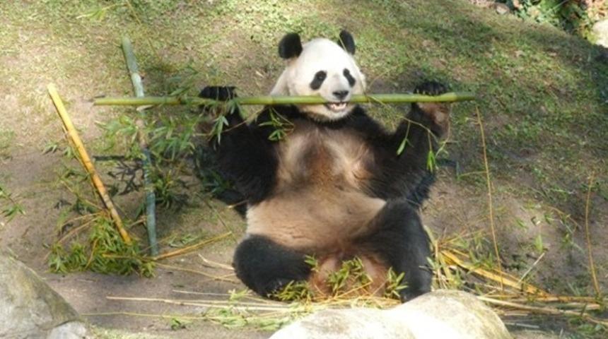 Dev pandanın bambu keyfi