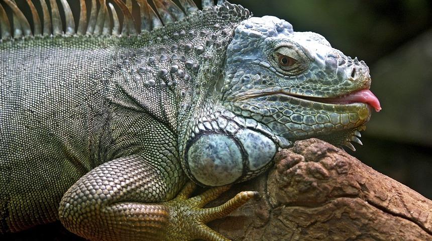 Vatandaşlara 'iguanaları &ouml;ld&uuml;r&uuml;n' &ccedil;ağrısı