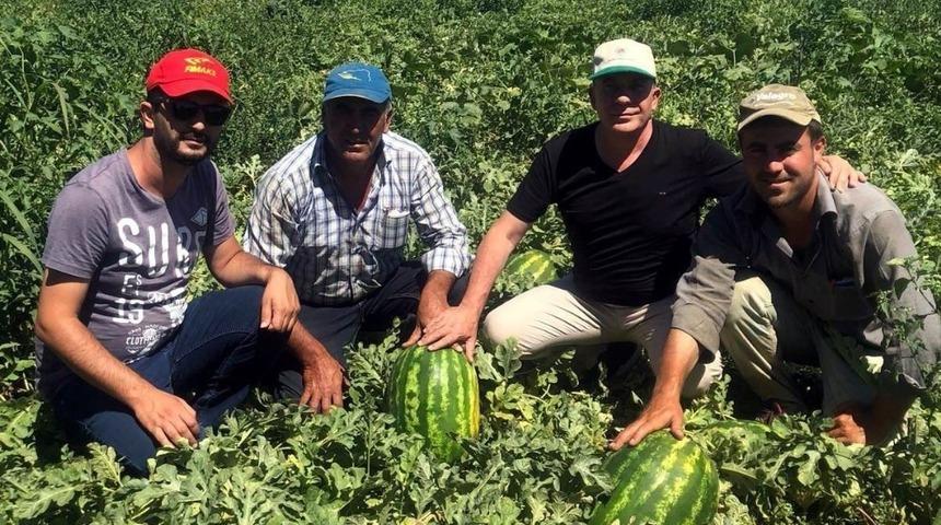 Karpuzun fiyatı tarlada 30 kuruşa d&uuml;şt&uuml;