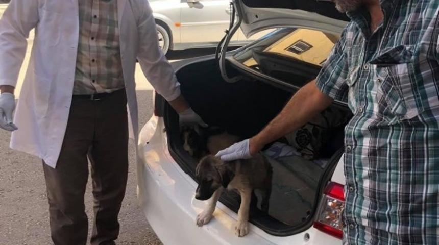 Bedava uyuz aşısı yapıyor