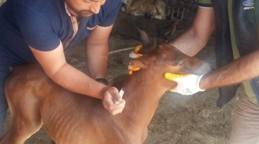 Yaralı yavru taya sahip &ccedil;ıktılar