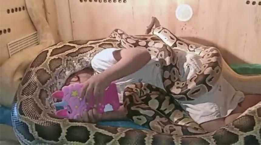 Sosyal medyada olay oldu! 6 yılan k&uuml;&ccedil;&uuml;k kızın bedenini b&ouml;yle sardı