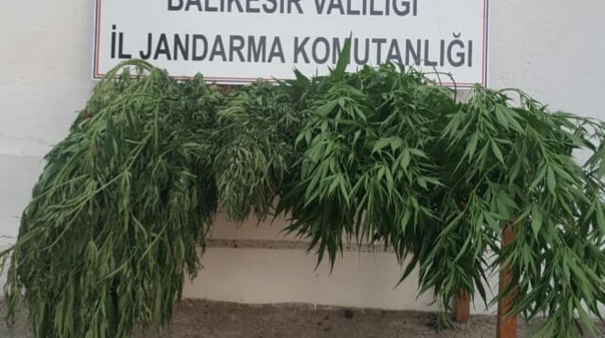 Evinde kenevir yetiştiren şahsa operasyon