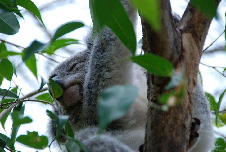 Avustralyalı araştırmacılar açıkladı: Hastalık taşımayan koala türlerine rastlandı G3
