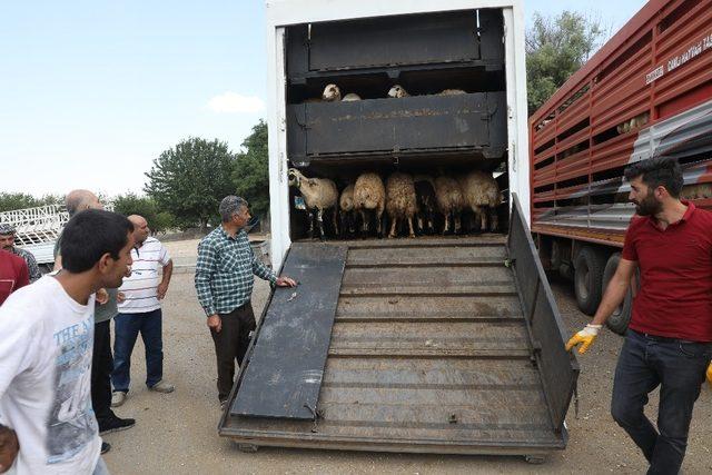 Diyarbakırlı çiftçilere 986 küçükbaş hayvan dağıtıldı