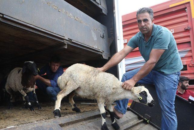 Diyarbakırlı çiftçilere 986 küçükbaş hayvan dağıtıldı