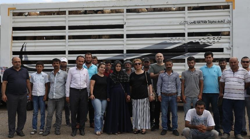 Diyarbakırlı çiftçilere 986 küçükbaş hayvan dağıtıldı