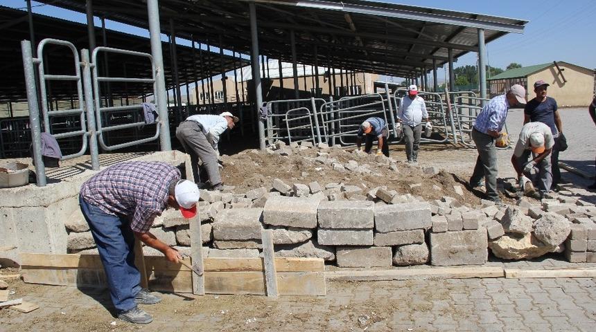 Suluova hayvan borsası a&ccedil;ıldı
