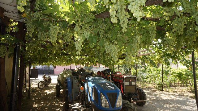 Bir üzüm asmasından bir tondan fazla üzüm alıyor