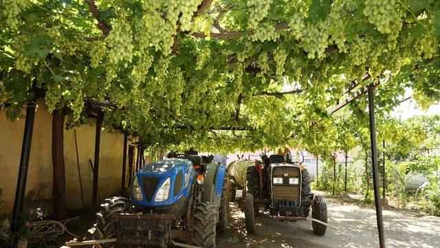 Bir üzüm asmasından bir tondan fazla üzüm alıyor