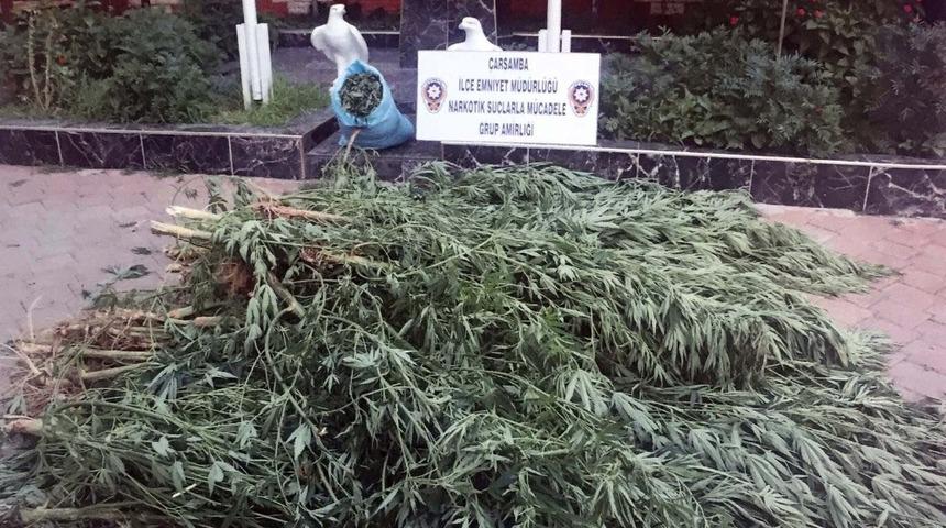 77 yaşındaki şahıs kenevir operasyonunda gözaltına alındı