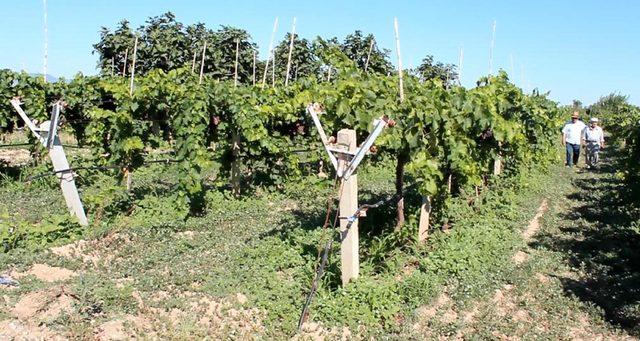 Alaşehir de,  mitrobilik ofelya  cinsi üzümde hasat zamanı 1