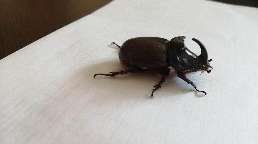 Yetkililerden gergedan b&ouml;ceği uyarısı!