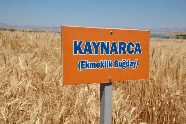 Elazığ’da deneme amaçlı ekilen arpa ve buğdayın hasadı yapıldı