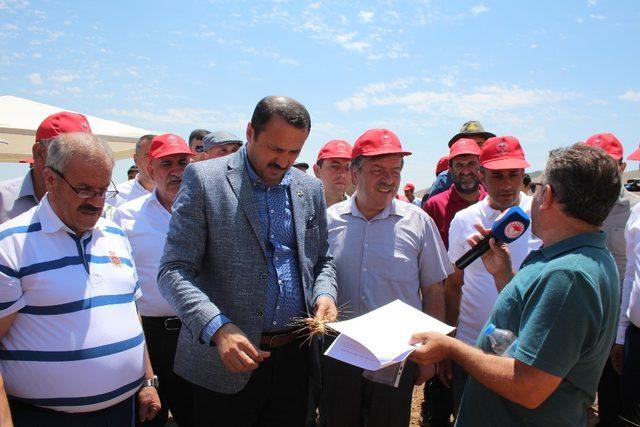 Elazığ’da deneme amaçlı ekilen arpa ve buğdayın hasadı yapıldı