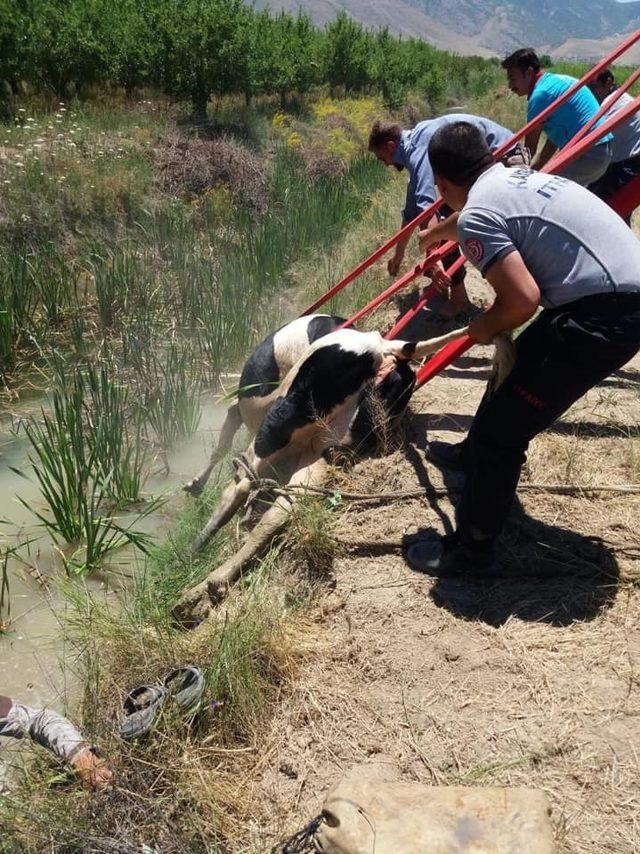 Su kanalına düşen inek itfaiye ekiplerince kurtarıldı