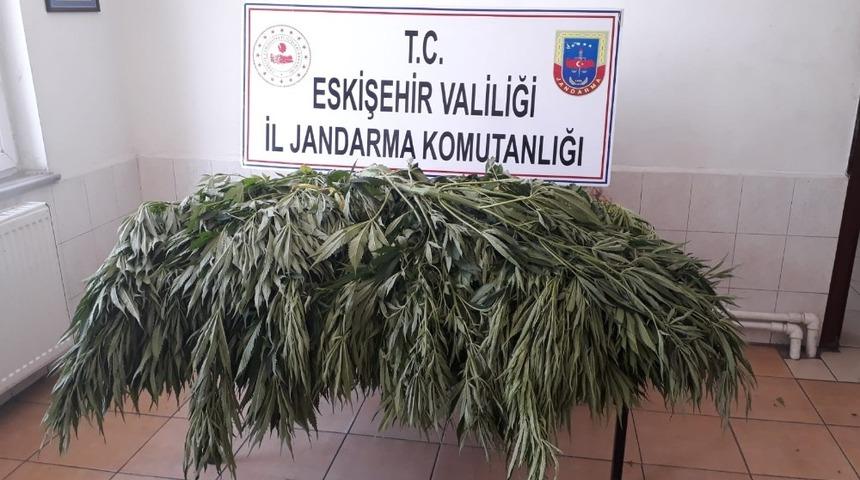 Jandarma bah&ccedil;eye ekili 35 k&ouml;k kenevir ele ge&ccedil;irdi