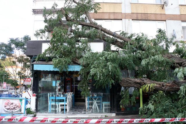 10 metrelik ağaç 2 lokantanın üzerine devrildi, bir dairenin camını kırdı 