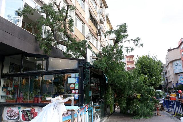 10 metrelik ağaç 2 lokantanın üzerine devrildi, bir dairenin camını kırdı 