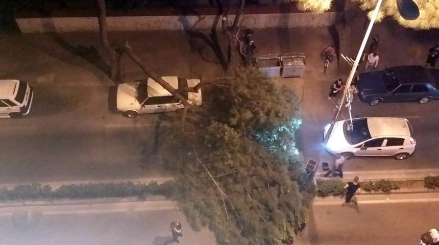 &Ccedil;am ağacı seyir halindeki aracın &uuml;st&uuml;ne devrildi, facia ucuz atlatıldı