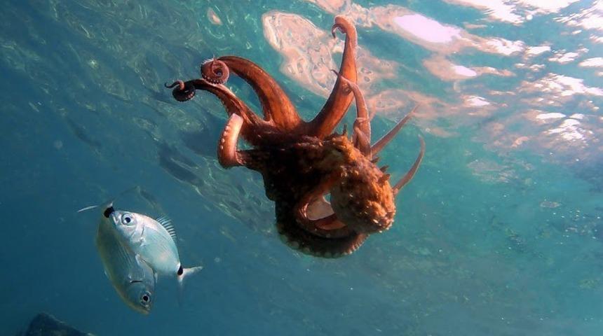 Türkiye’nin ilk ve tek ‘Su Altı Milli Parkı’ Gökçeada'da