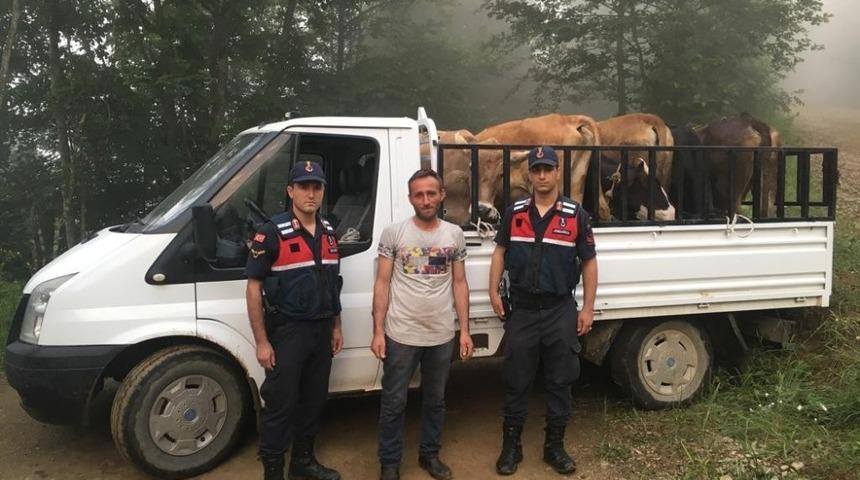 G&uuml;m&uuml;şhane&rsquo;de &ccedil;alınan b&uuml;y&uuml;kbaş hayvanlar Trabzon&rsquo;da bulundu