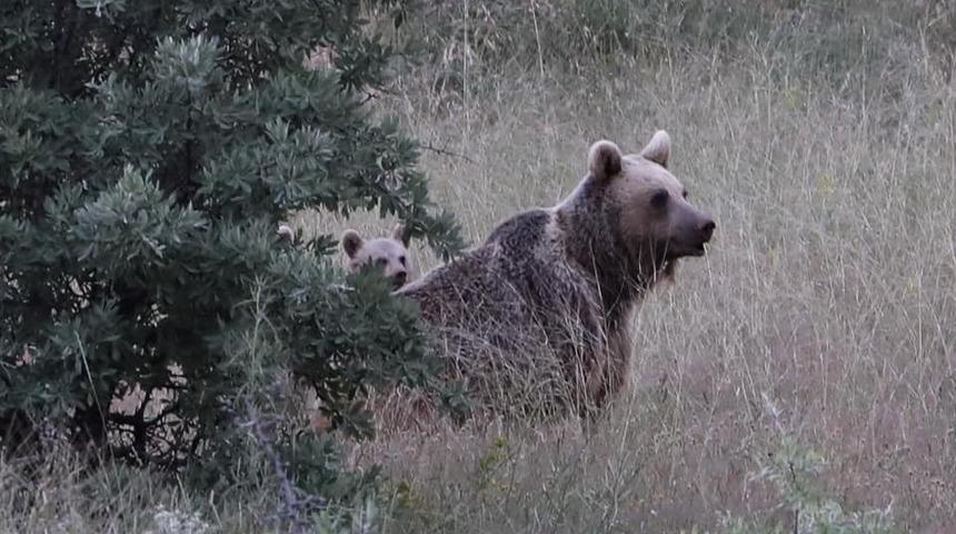 Anne boz ayı ve yavruları, yiyecek ararken g&ouml;r&uuml;nt&uuml;lendi