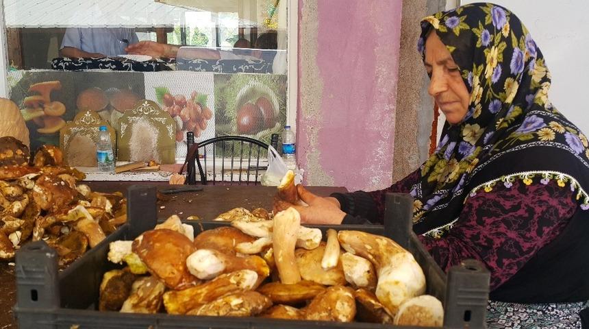 &rsquo;Sinop mantarı&rsquo; Avrupa mutfağının baş tacı