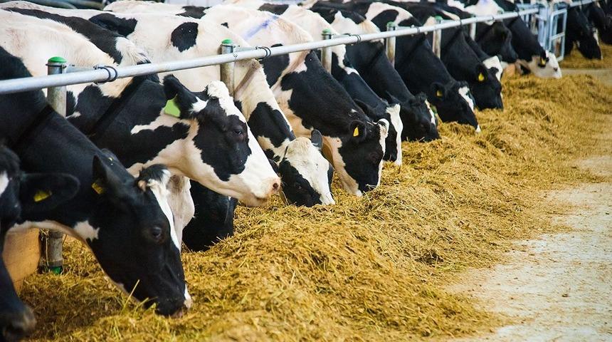 Büyükbaş kurbanlıkların kilogram fiyatı belli oldu