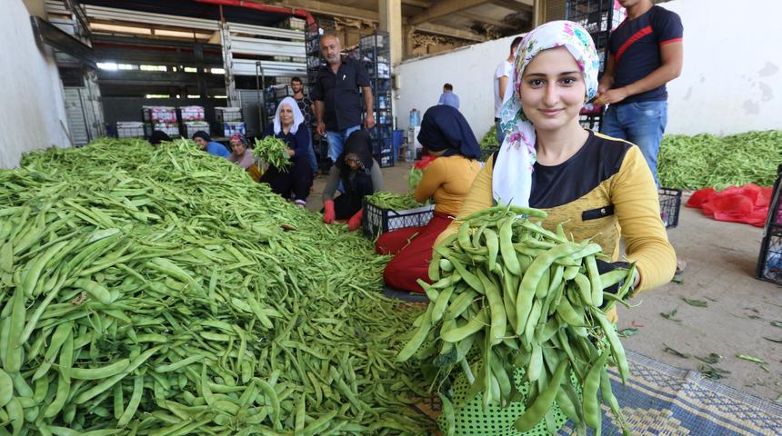 Bursa'da hibrit biber ve fasulye hasadı başladı