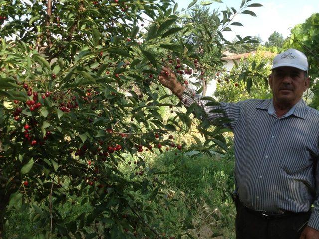 Belediye başkanlarından vişne fiyatına tepki