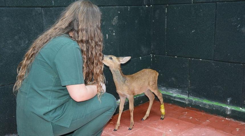 Hasta ve yaralı yaban hayvanları bu merkezde şifa buluyor